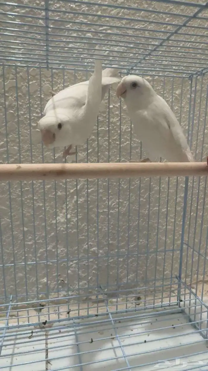 جوز روز ألبينو عيون حمر جاهز للإنتاج 2
