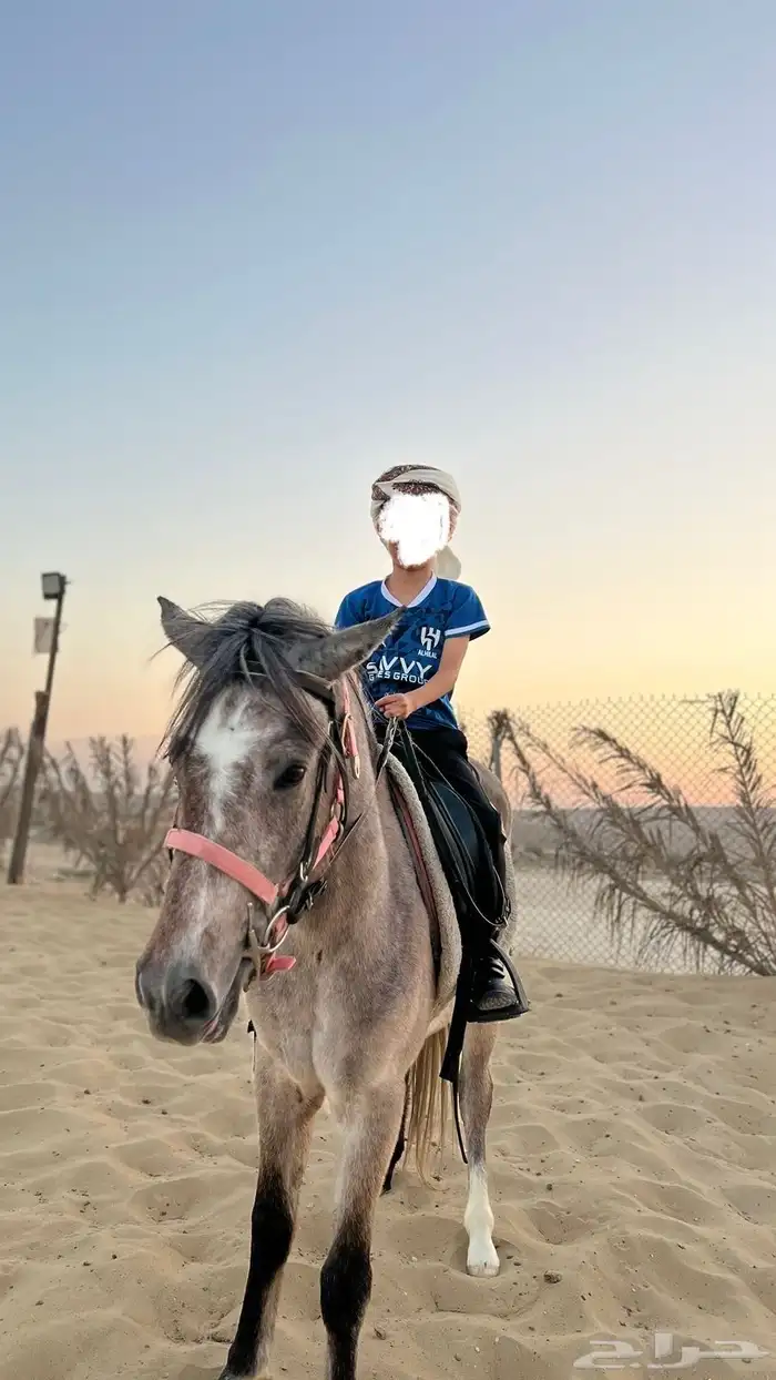 بوني فحل 2