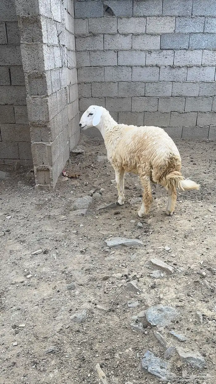 خروف حري 1