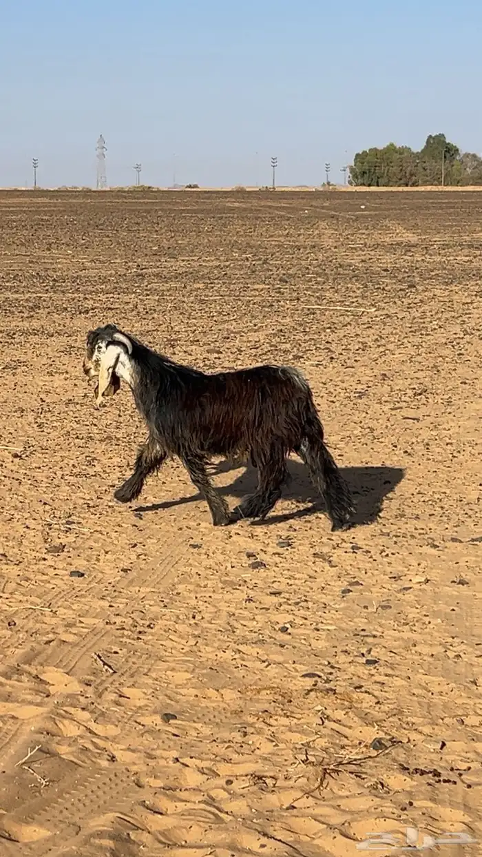 تيس عارضي فحل 2