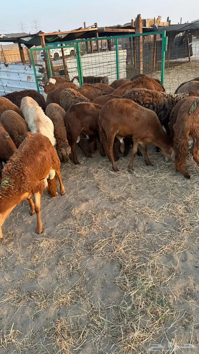 طليان سواكن مرابى 3 شهور 3