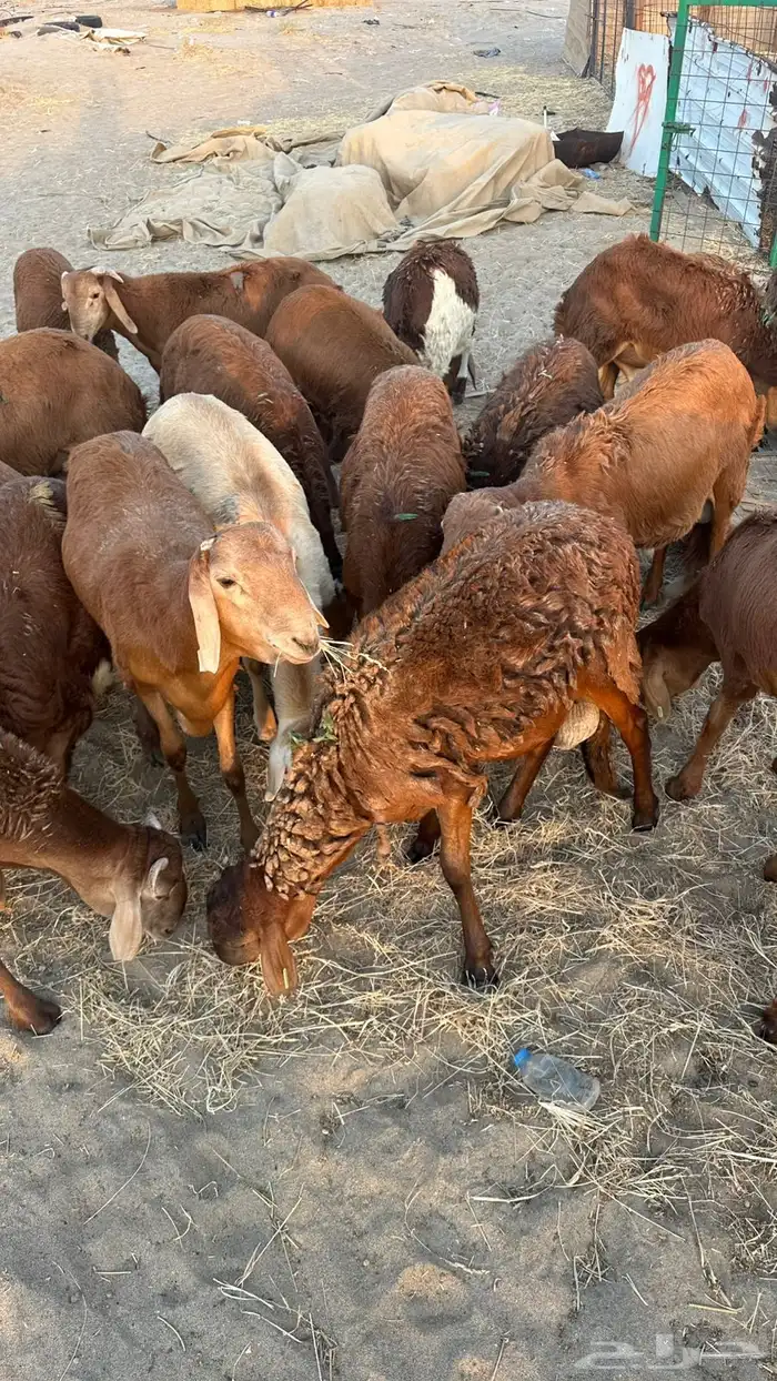 طليان سواكن مرابى 3 شهور 4