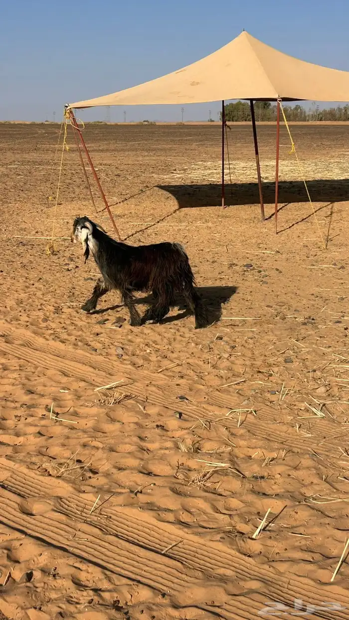 تيس عارضي فحل 5