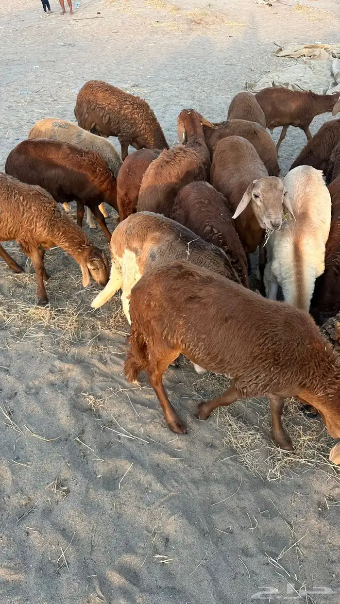 طليان سواكن مرابى 3 شهور 5