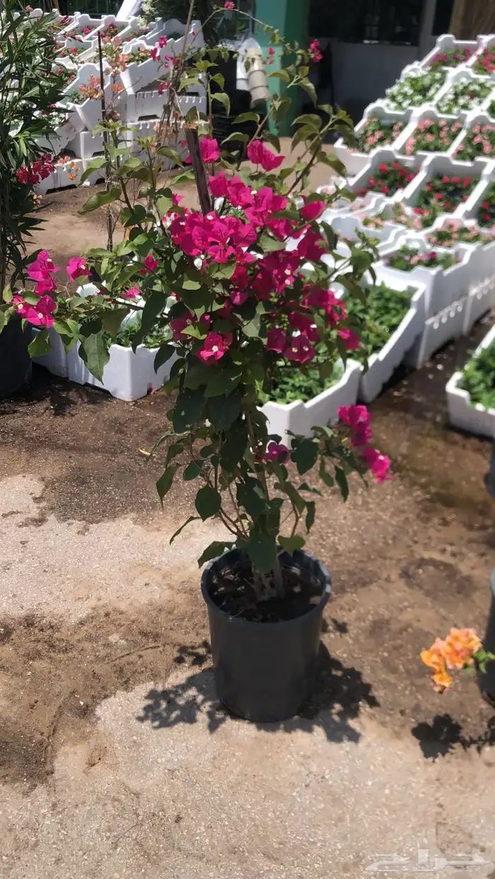 تنسيق الحدائق المنزلية 13