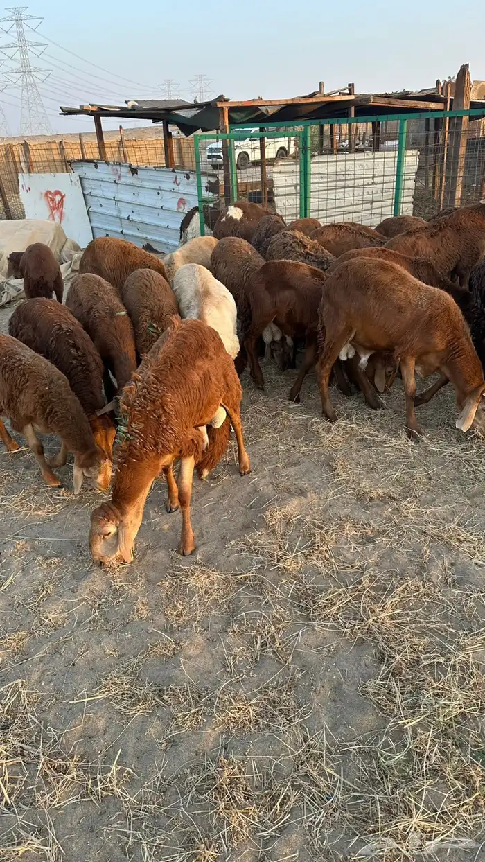 طليان سواكن مرابى 3 شهور 1