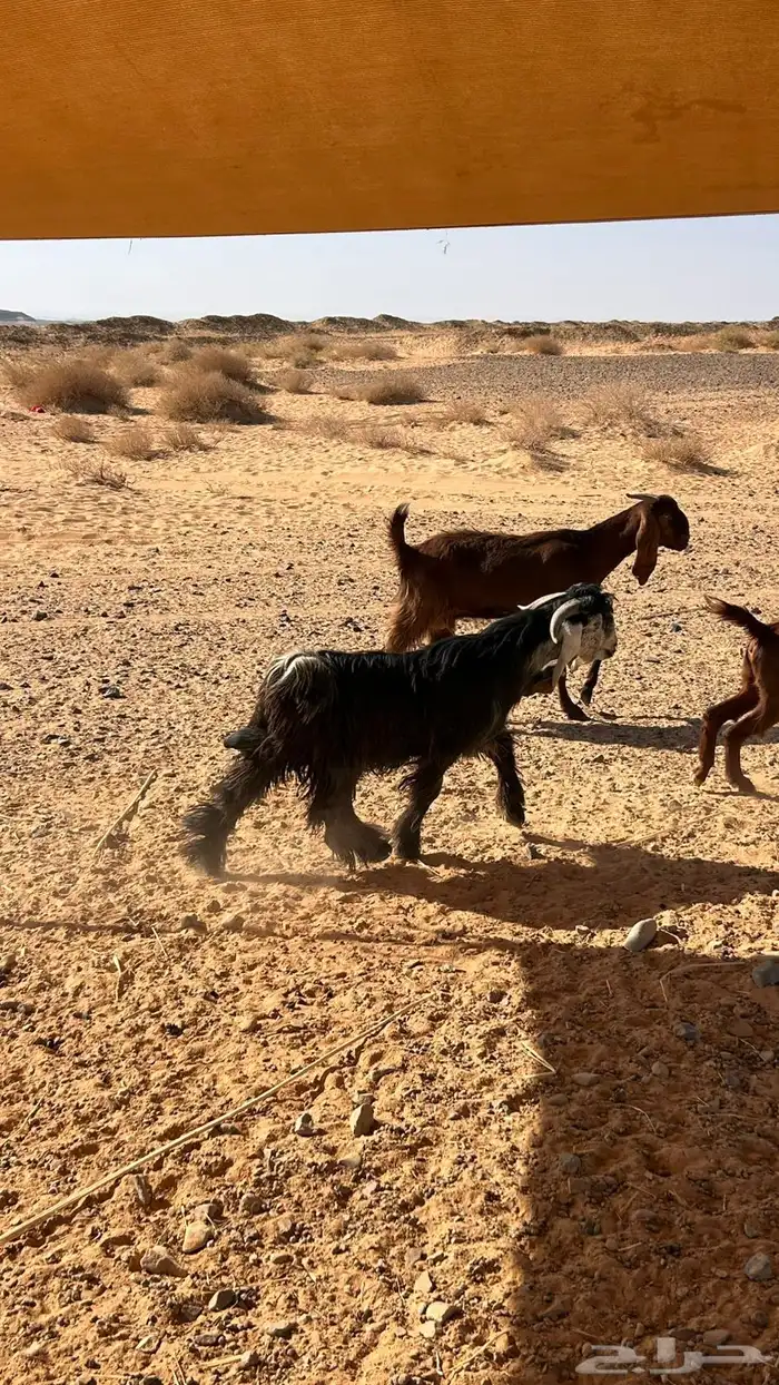 تيس عارضي فحل 1