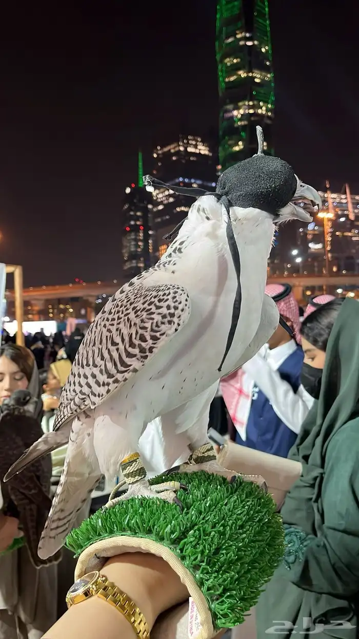 تأجير صقر طير جير 8