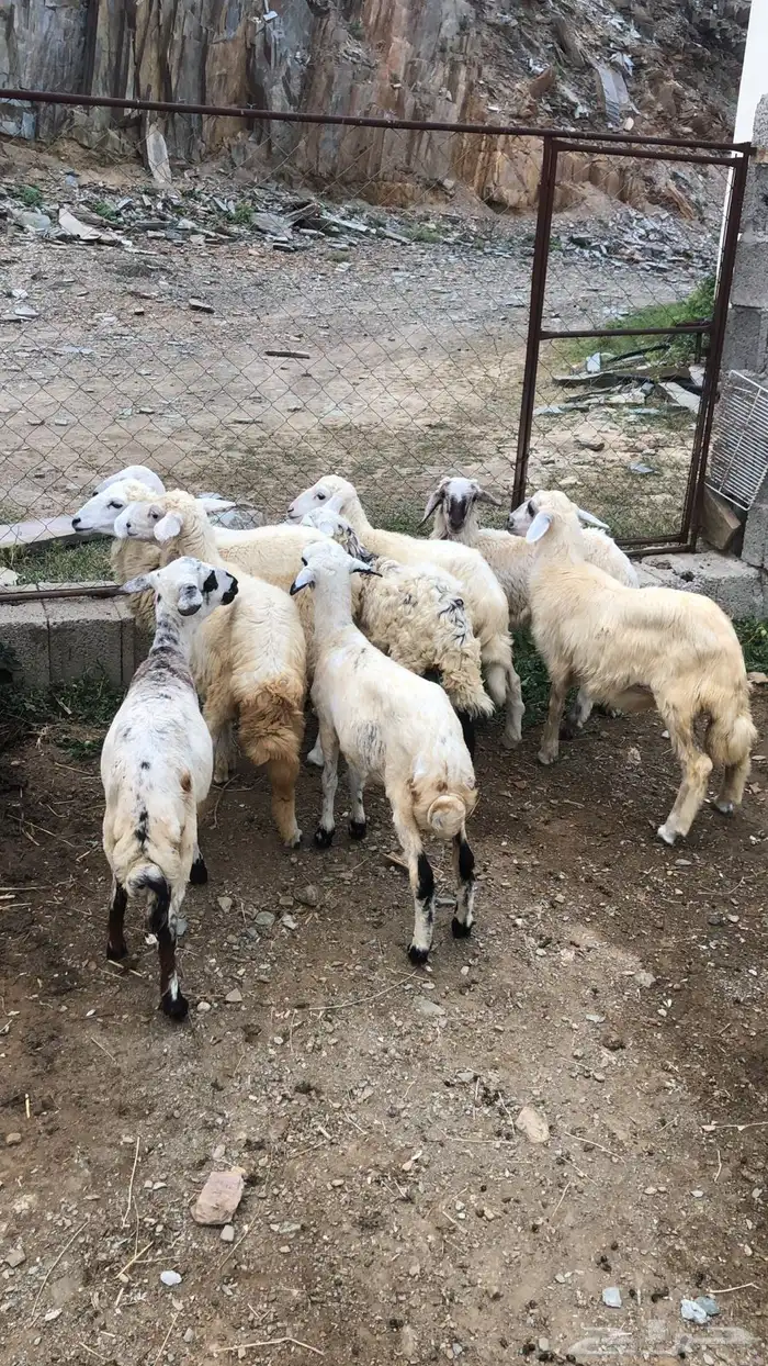 رخال حريات 0