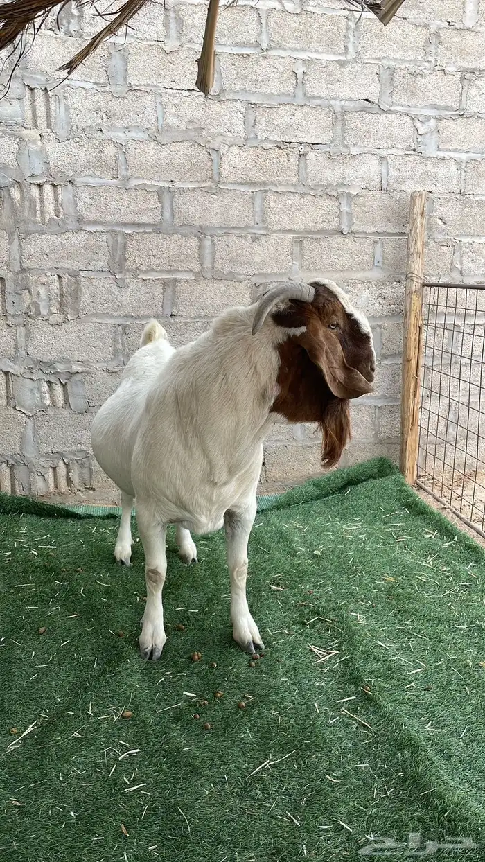 عنز بورقوت تحتها تيس وجفره 2
