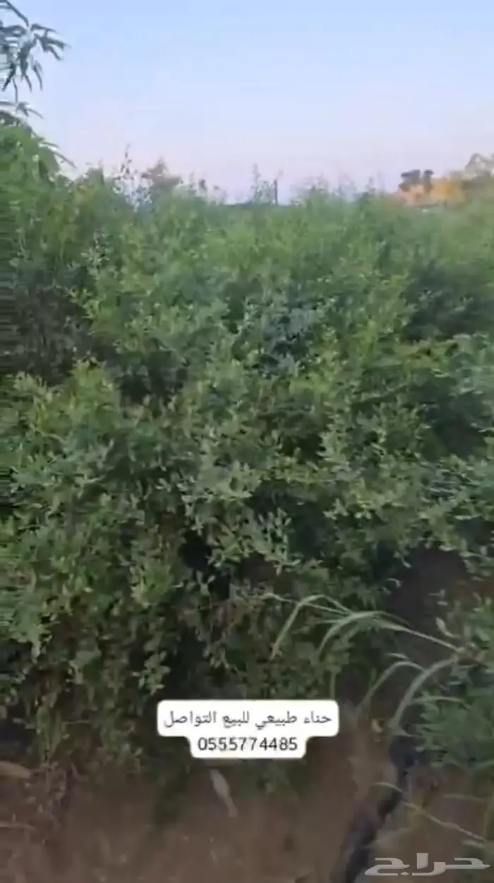 حنا طبيعي طازج من حق الديره 1