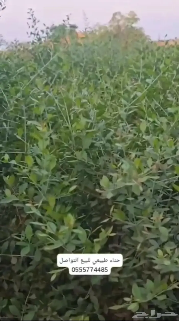 حنا طبيعي طازج من حق الديره 4