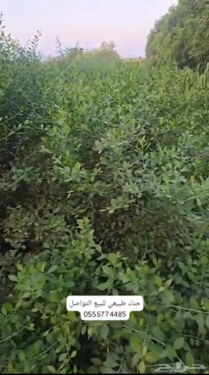 حنا طبيعي طازج من حق الديره 3