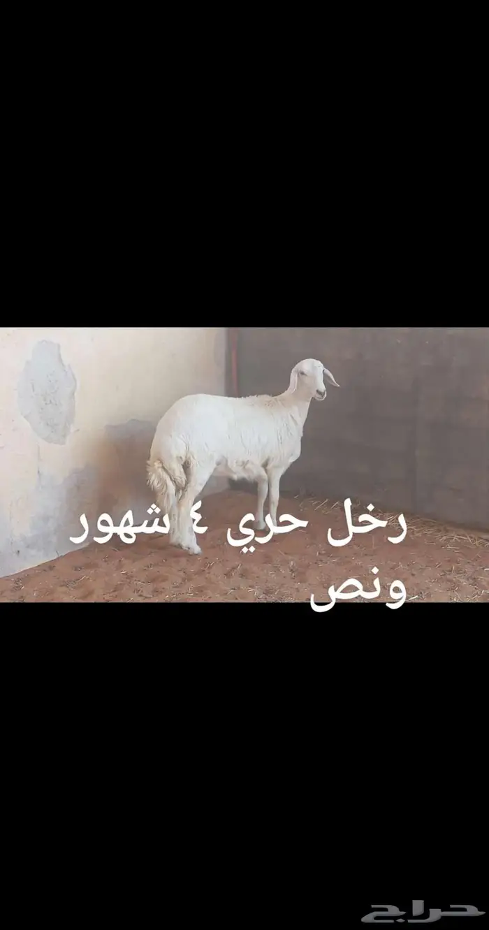 ذبايح . ثلاجه 3