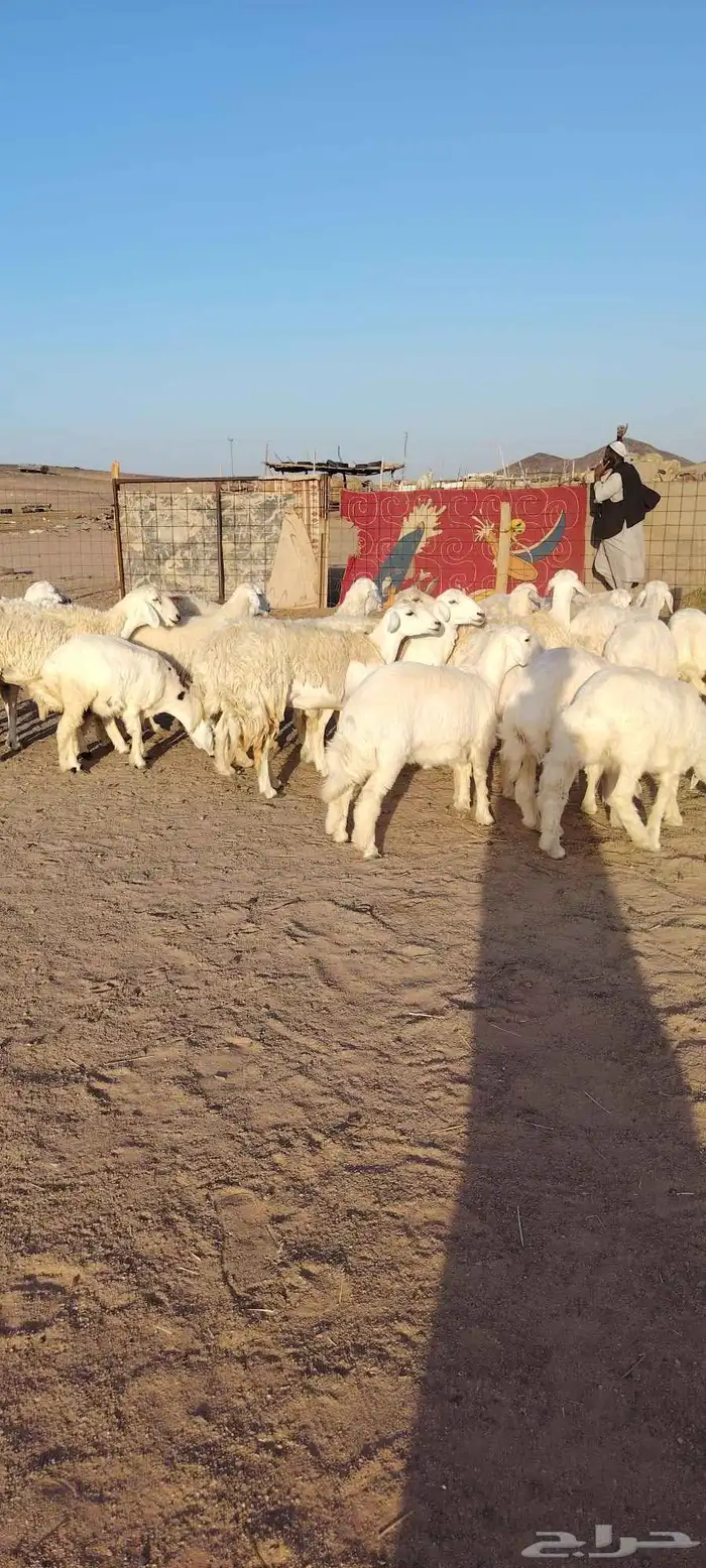 غنم حريه حرش طيبه صنف 28 راس دفيع وضراب 8