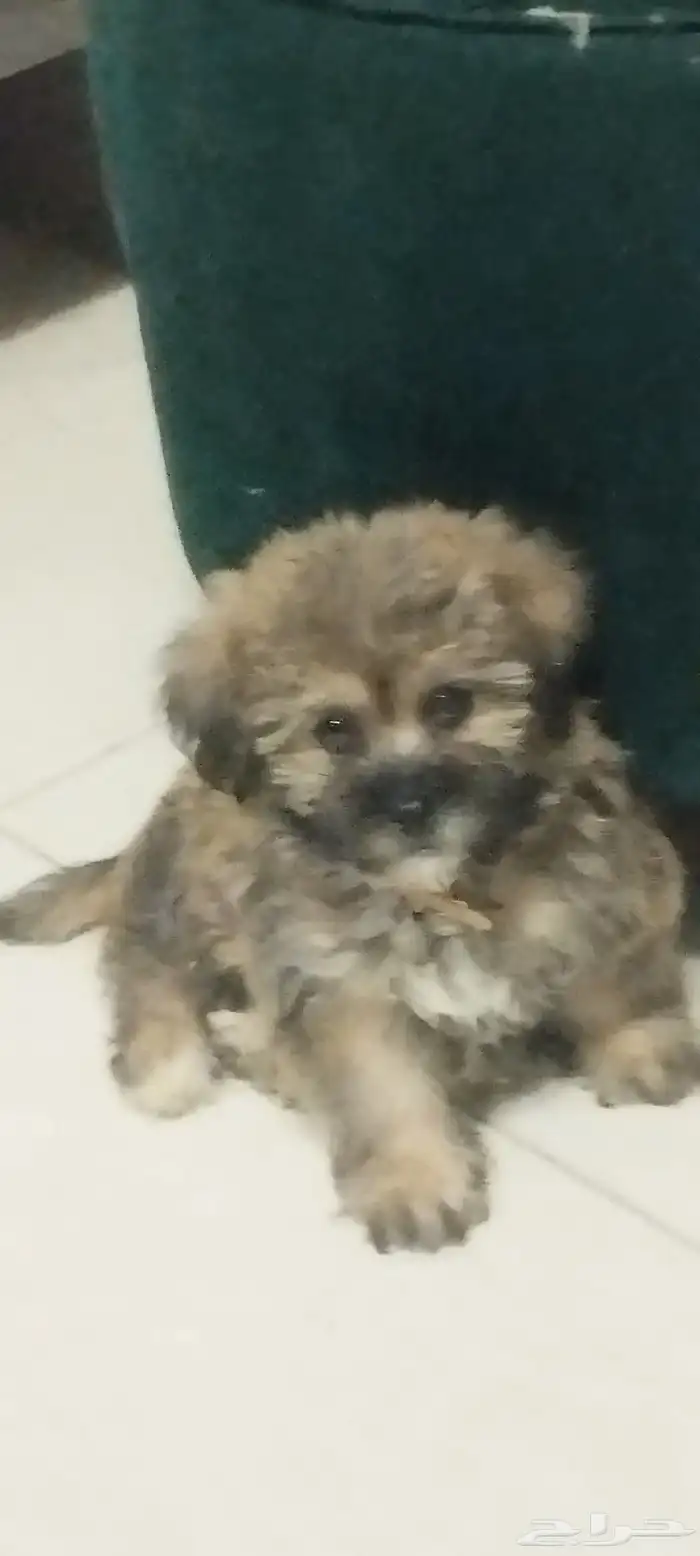 للبيع كلب ذكر اللون النادر قولدن بلاك 8