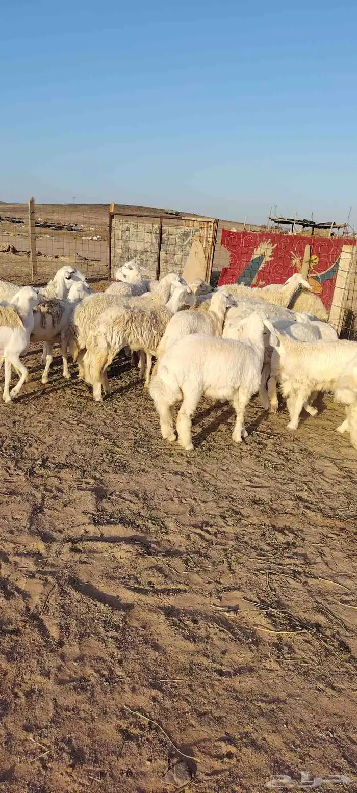 غنم حريه حرش طيبه صنف 28 راس دفيع وضراب 6