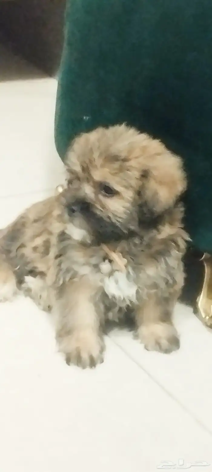 للبيع كلب ذكر اللون النادر قولدن بلاك 7