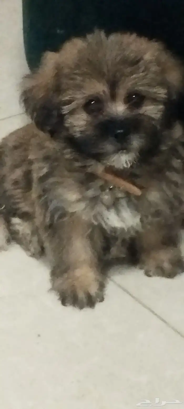 للبيع كلب ذكر اللون النادر قولدن بلاك 9