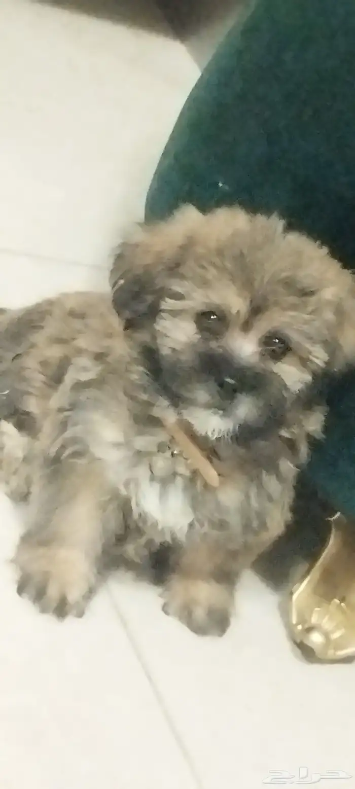 للبيع كلب ذكر اللون النادر قولدن بلاك 5