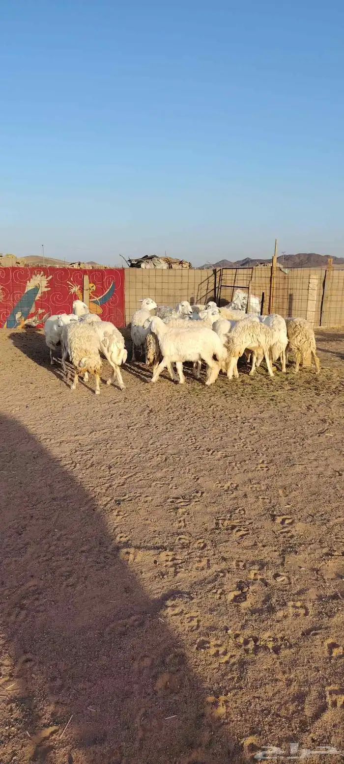 غنم حريه حرش طيبه صنف 28 راس دفيع وضراب 1