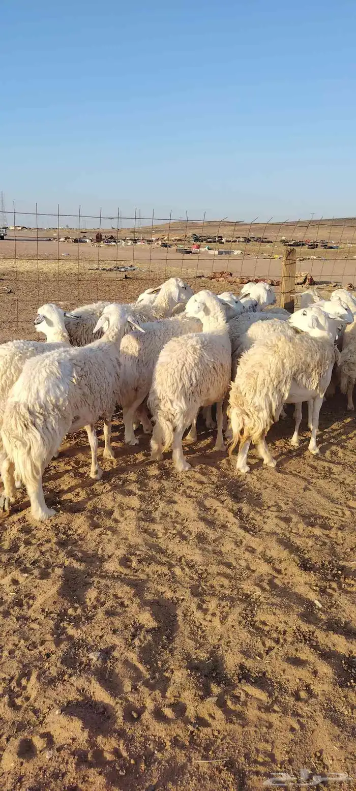 غنم حريه حرش طيبه صنف 28 راس دفيع وضراب 9