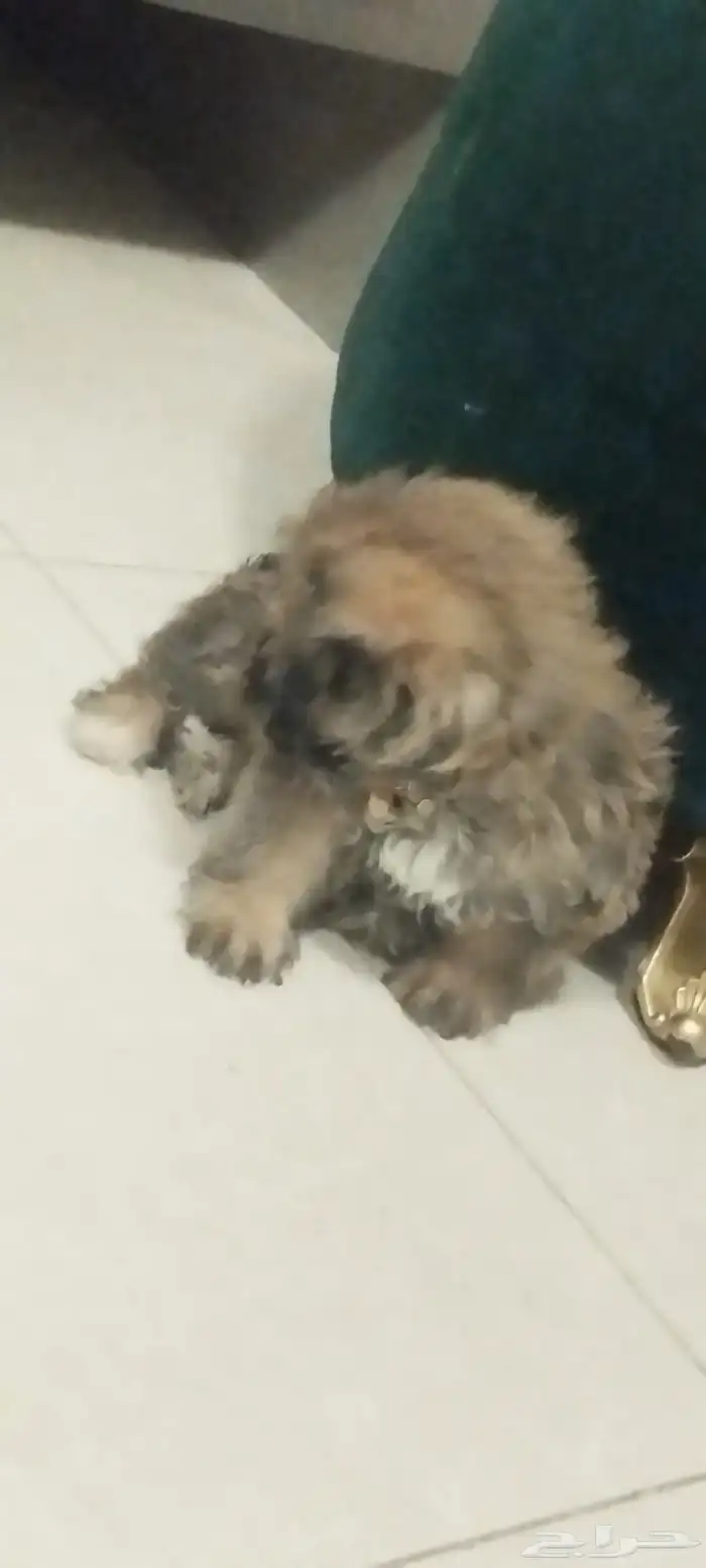 للبيع كلب ذكر اللون النادر قولدن بلاك 6