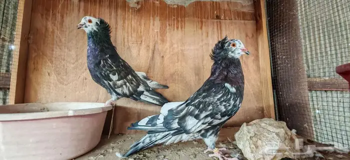 مصري مالطي لون 1