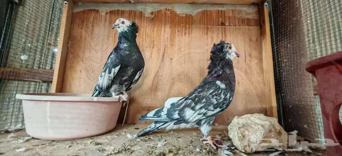 مصري مالطي لون 0