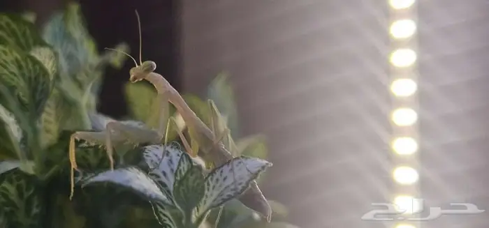 Miomantis paykullii   Egyptian pygmy mantis 3