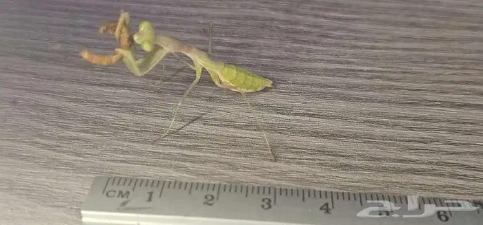 Miomantis paykullii   Egyptian pygmy mantis 2