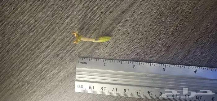 Miomantis paykullii   Egyptian pygmy mantis 1
