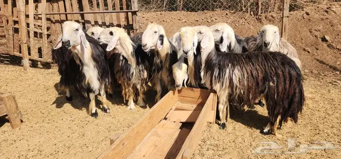 ماشاء الله ضان نجد بالفحل دفيع شرط 4
