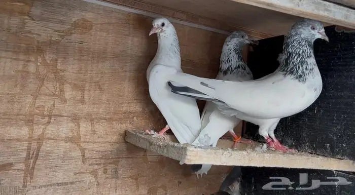 طبات باكستاني 7