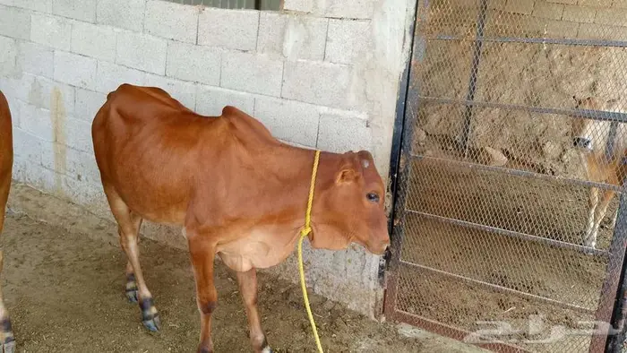 حسلان للبيع 3