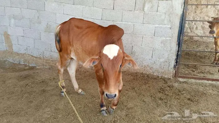 حسلان للبيع 2