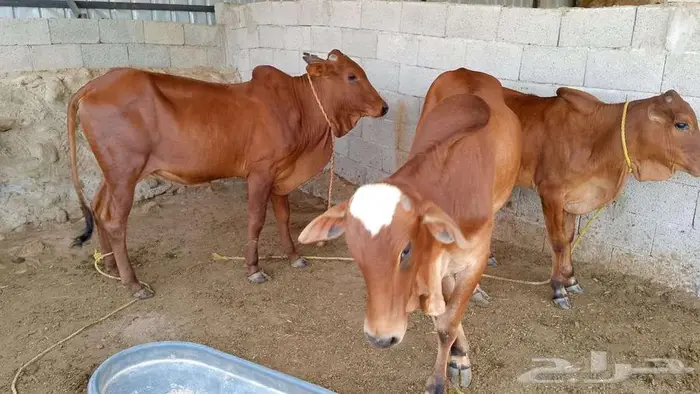 حسلان للبيع 6