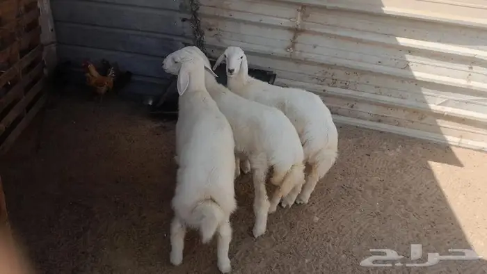بهم حريات طيبة العدد5 0