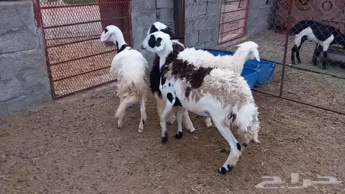 رخال جذعات. تم البيع 6
