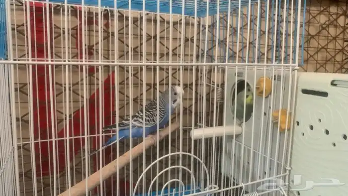 زوج بادجي منتج 2