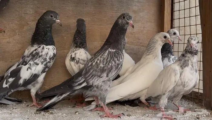 طبات باكستاني 9