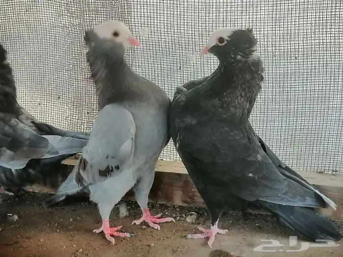 هزاز موكيه شباب 0