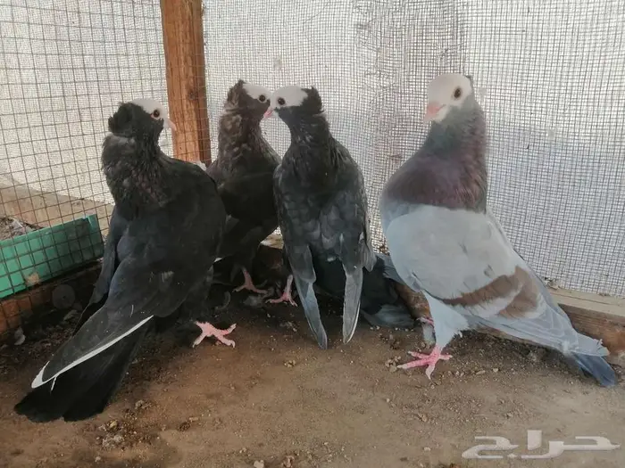 هزاز موكيه شباب 1