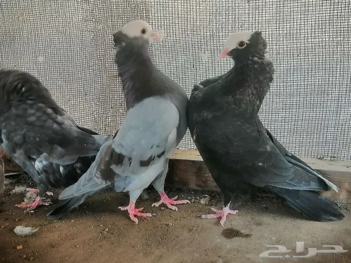 هزاز موكيه شباب 3