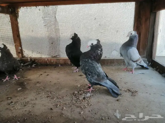 هزاز موكيه شباب 4