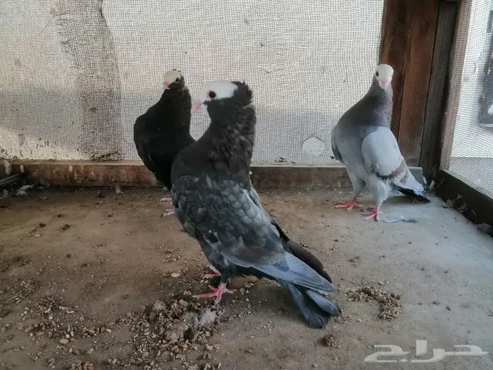 هزاز موكيه شباب 2