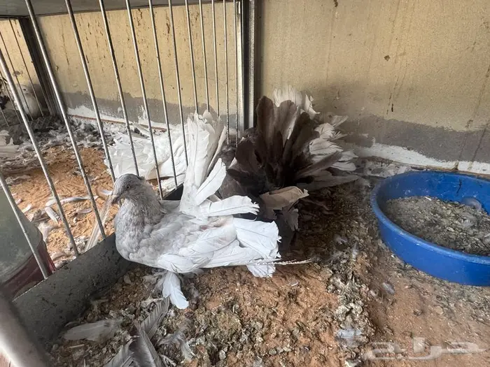زوج رقاص فاخر 2