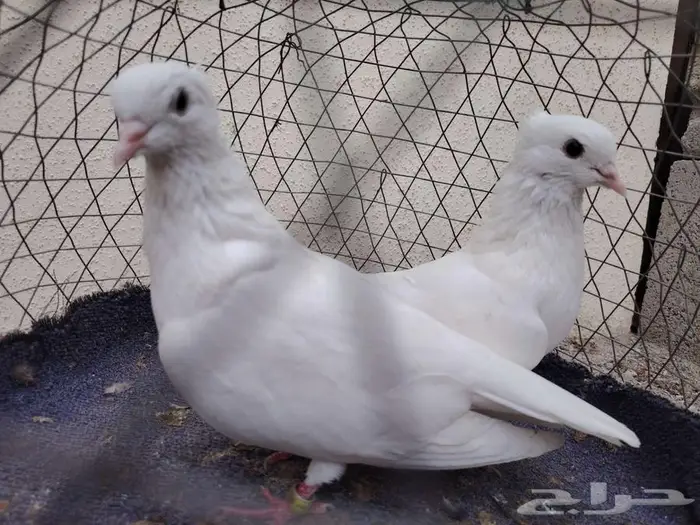 للبيع جوز خضاض منتج الموقع القطيف 0