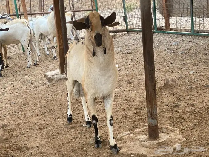 فحول بيشيه اصل وصنف الصنف 1