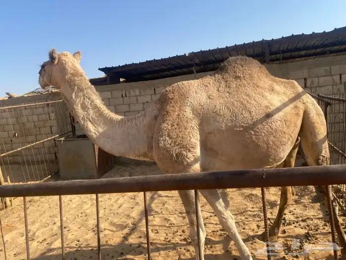 للبيع لقحه شقحه 0